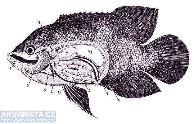 vchod Nebe Egypt ryby cévní soustava Pohltit Pokročilý Povinné